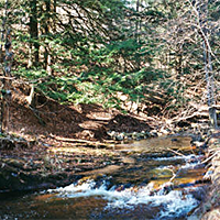 Stream in Forest